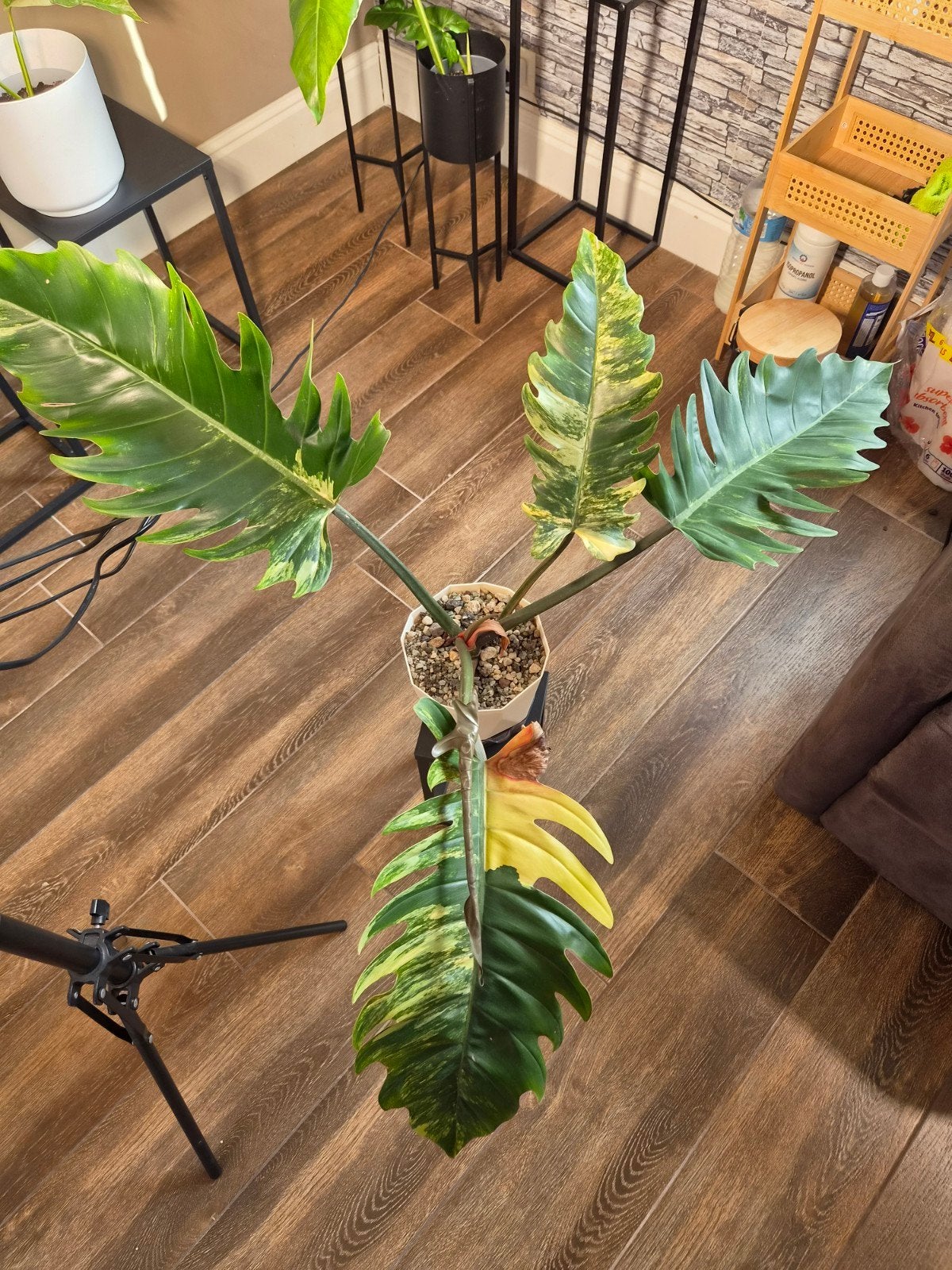 philodendron Caramel Marble, Enlèvement ou Envoi