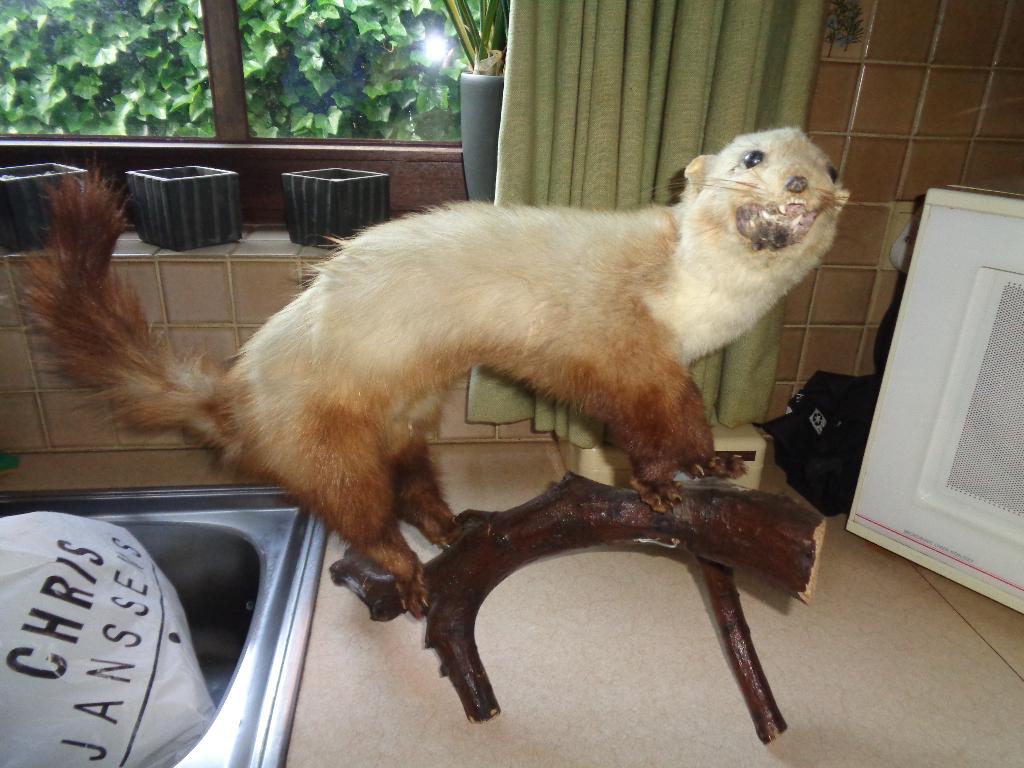 opgezette dieren, Verzamelen, Dierenverzamelingen, Ophalen of Verzenden