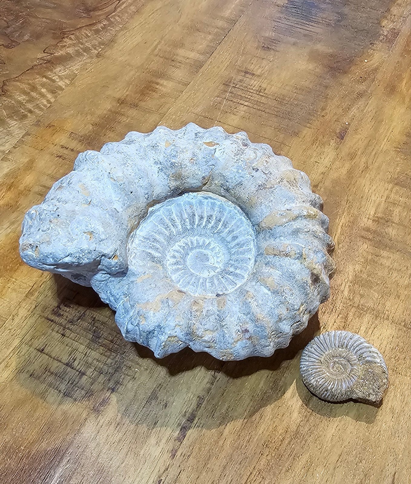 Fossiel, Verzamelen, Mineralen en Fossielen, Ophalen