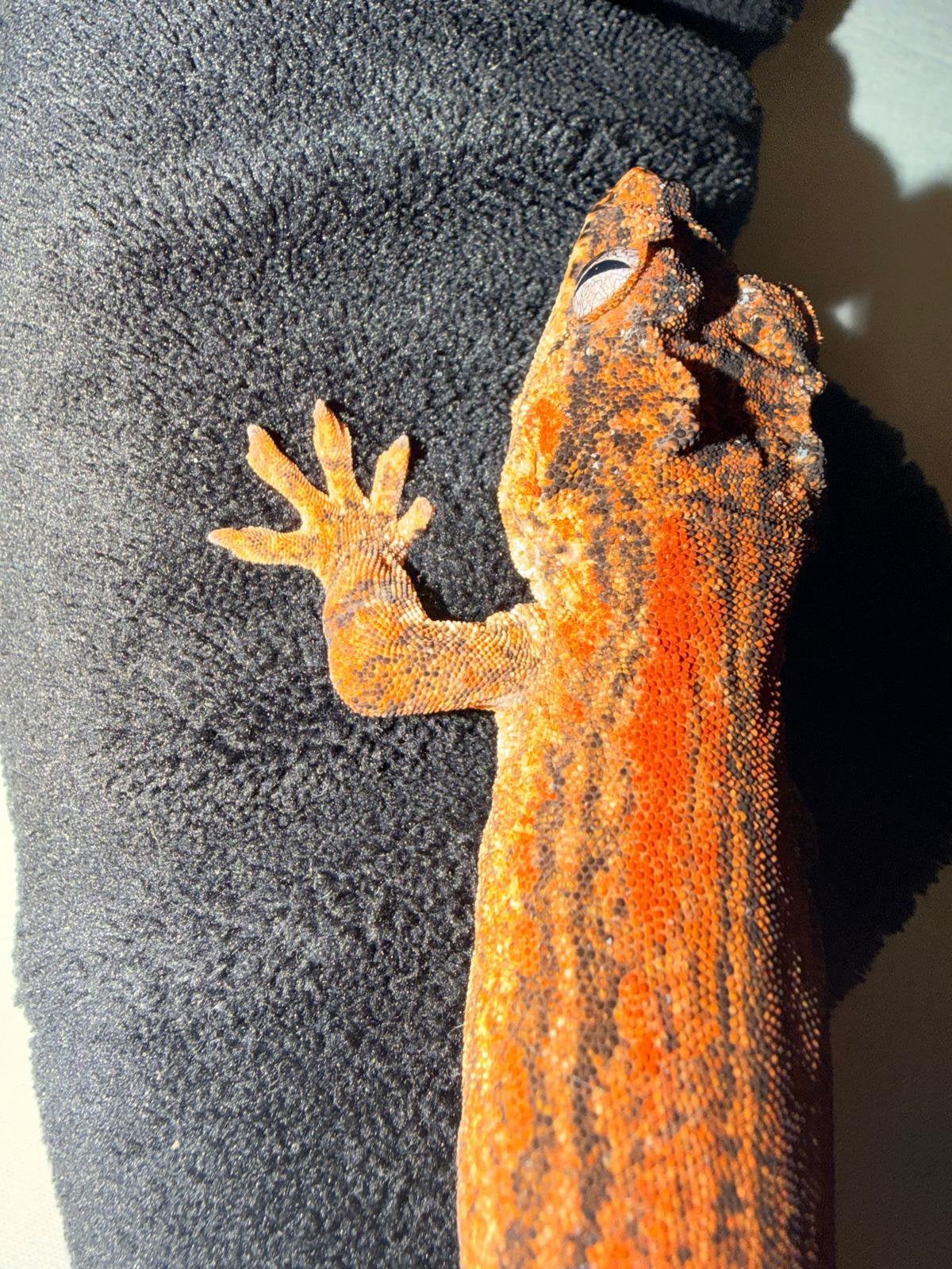 Mooie Gargoylegekko 1 jaar – Speciale Kleuren, Animaux & Accessoires, Reptiles & Amphibiens, Autres espèces, 0 à 2 ans