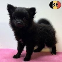 Zwarte Keesjes – Kleine hondjes met een groot hart te koop, België, Keeshond, 15 weken tot 1 jaar, Handelaar