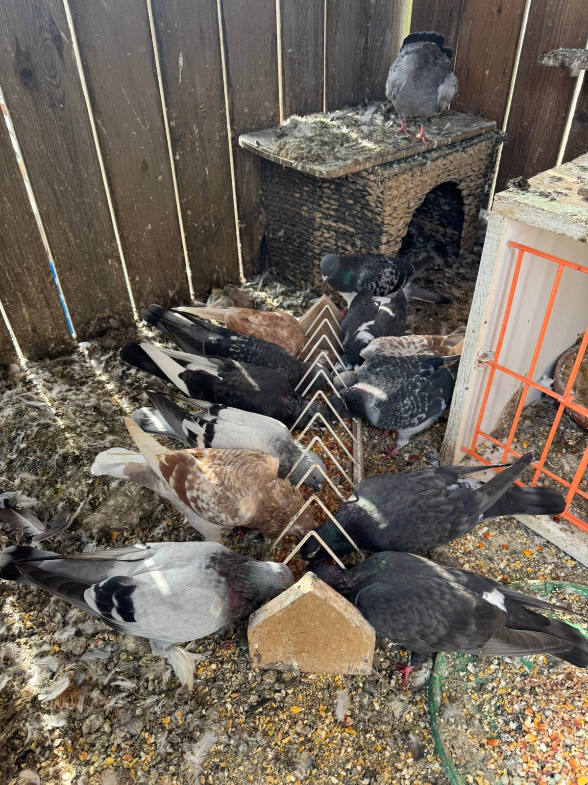 Kleurpostduiven, Dieren en Toebehoren