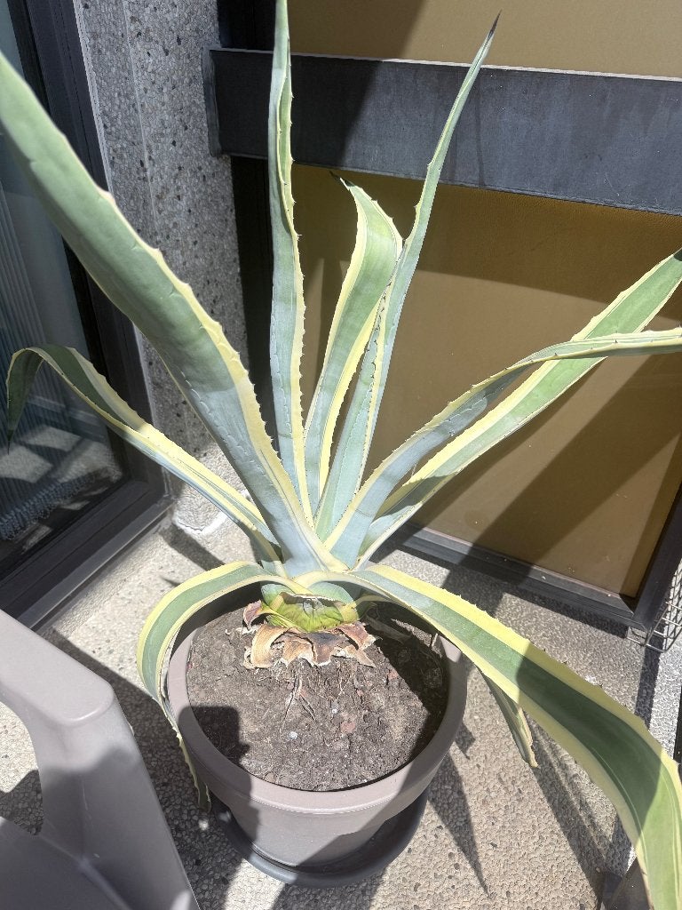 Agave americana, Tuin en Terras, Ophalen, Vaste plant, Overige soorten, Volle zon
