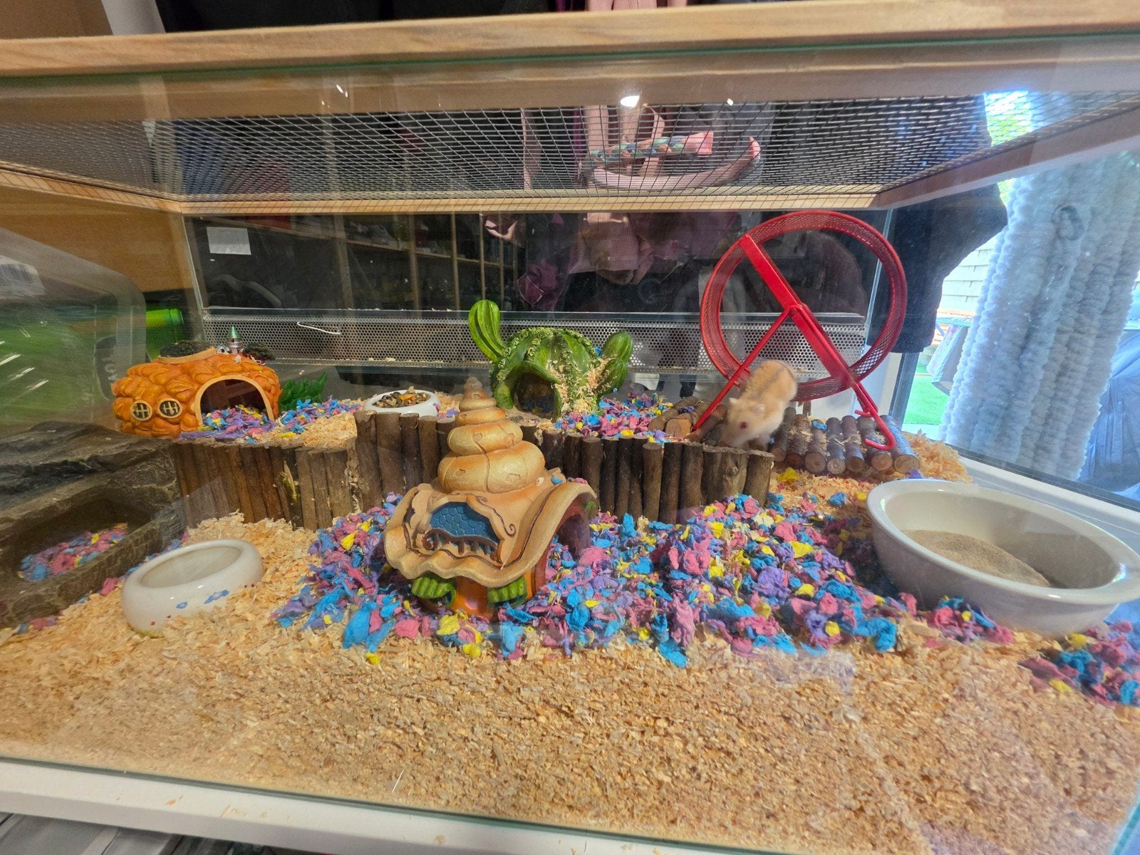Hamster ´cremelo´ is tam, nieuw huisje gezocht, Enlèvement