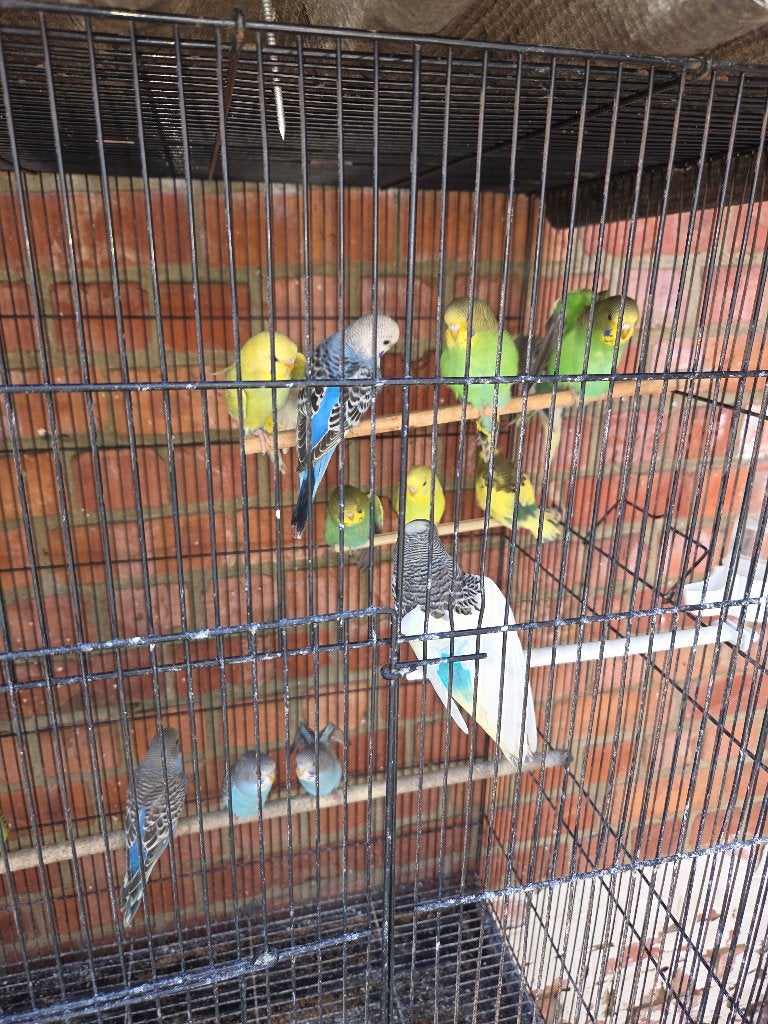 Grasparkieten jonge vogels 10euro stuk