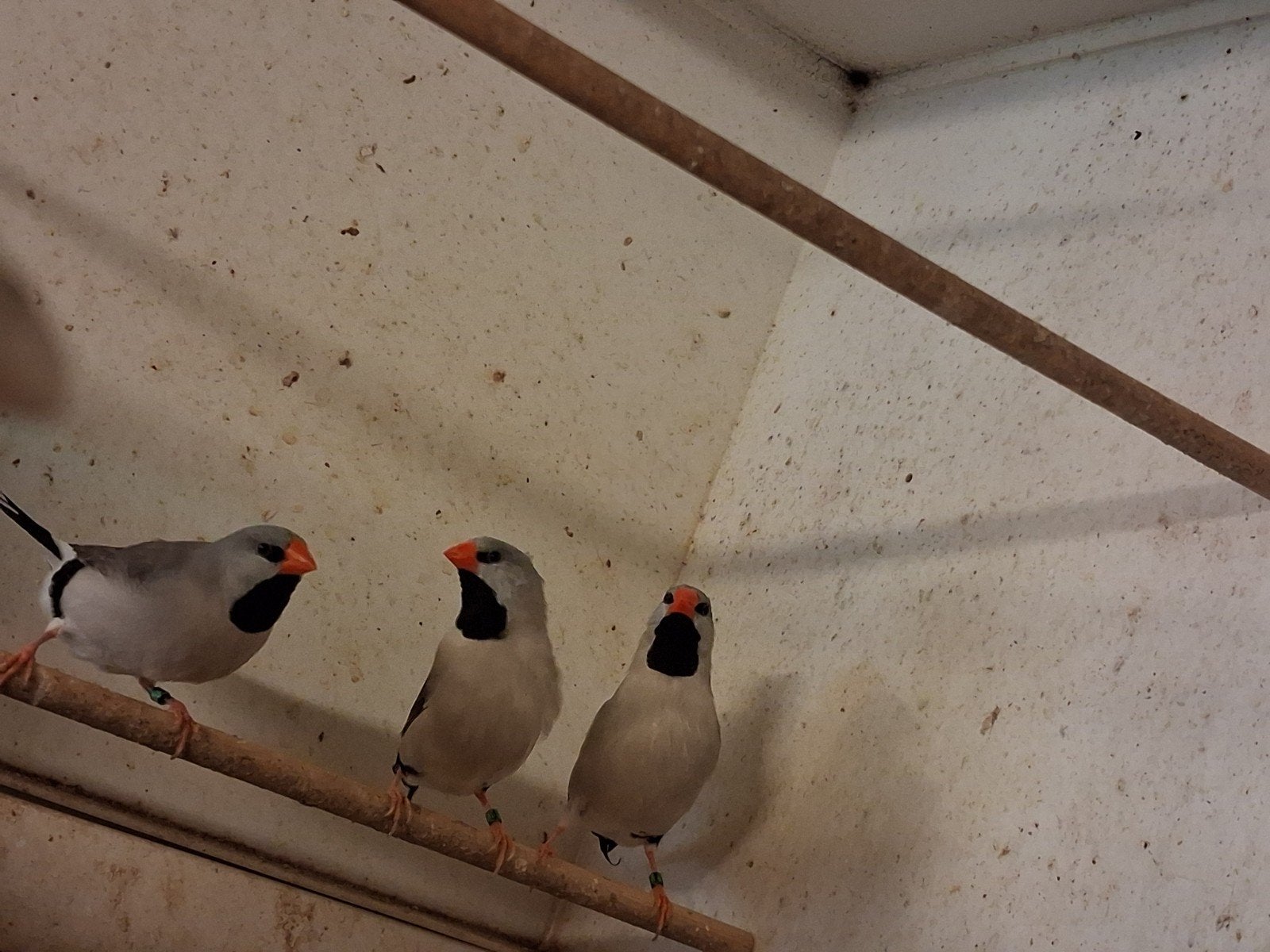 2-2 SPITSSTAARTEN GRIJS TT, Meerdere dieren, Tropenvogel, Geringd