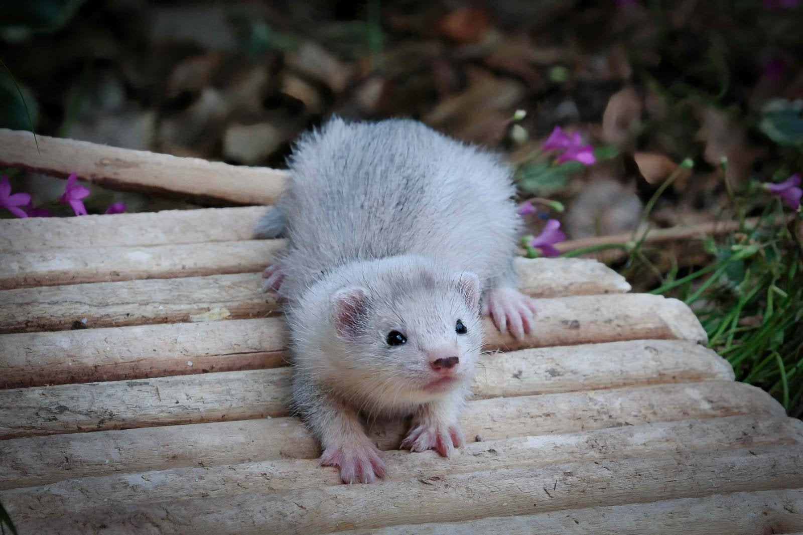 Frettenpups beschikbaar, Fret, April, Meerdere dieren, Tam