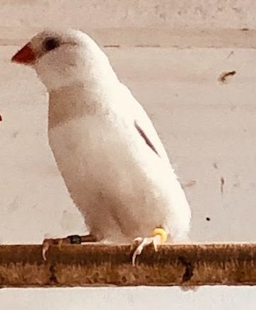 gezocht Diamantvinken, Dieren en Toebehoren, Vogels | Overige Vogels, Geslacht onbekend, Tropenvogel, Geringd
