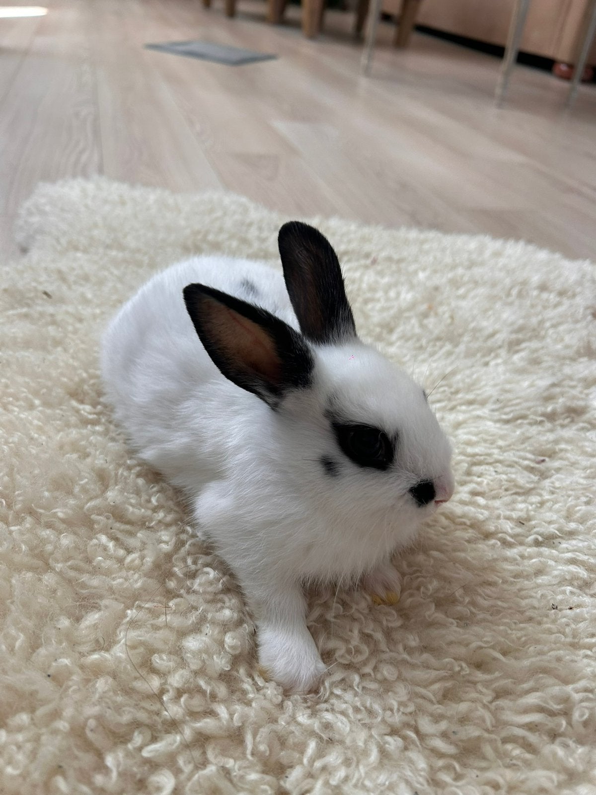 4 baby konijntjes en 2 volwassen konijnen te koop, Animaux & Accessoires, Lapins, Plusieurs animaux, Taille moyenne, Oreilles tombantes