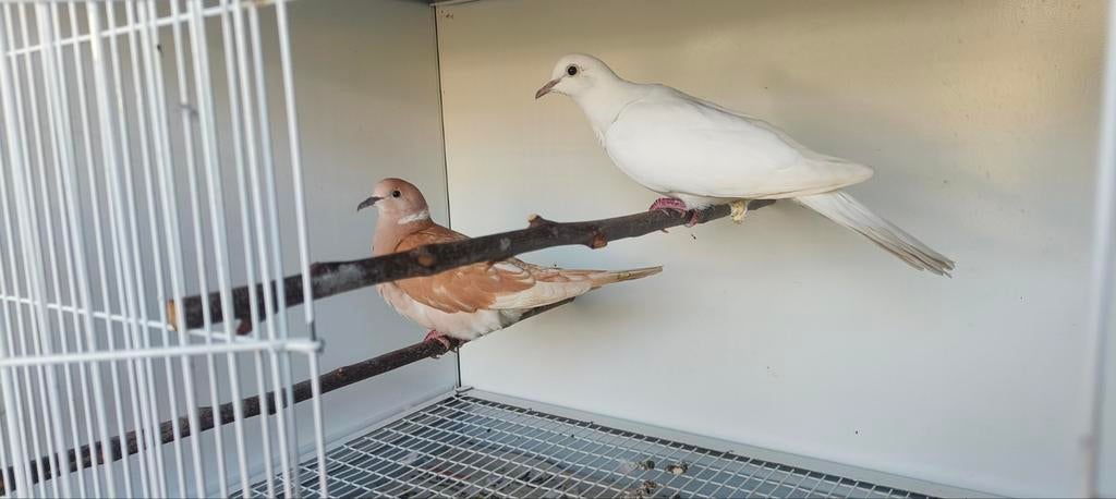 20 tal Lachduiven, Dieren en Toebehoren