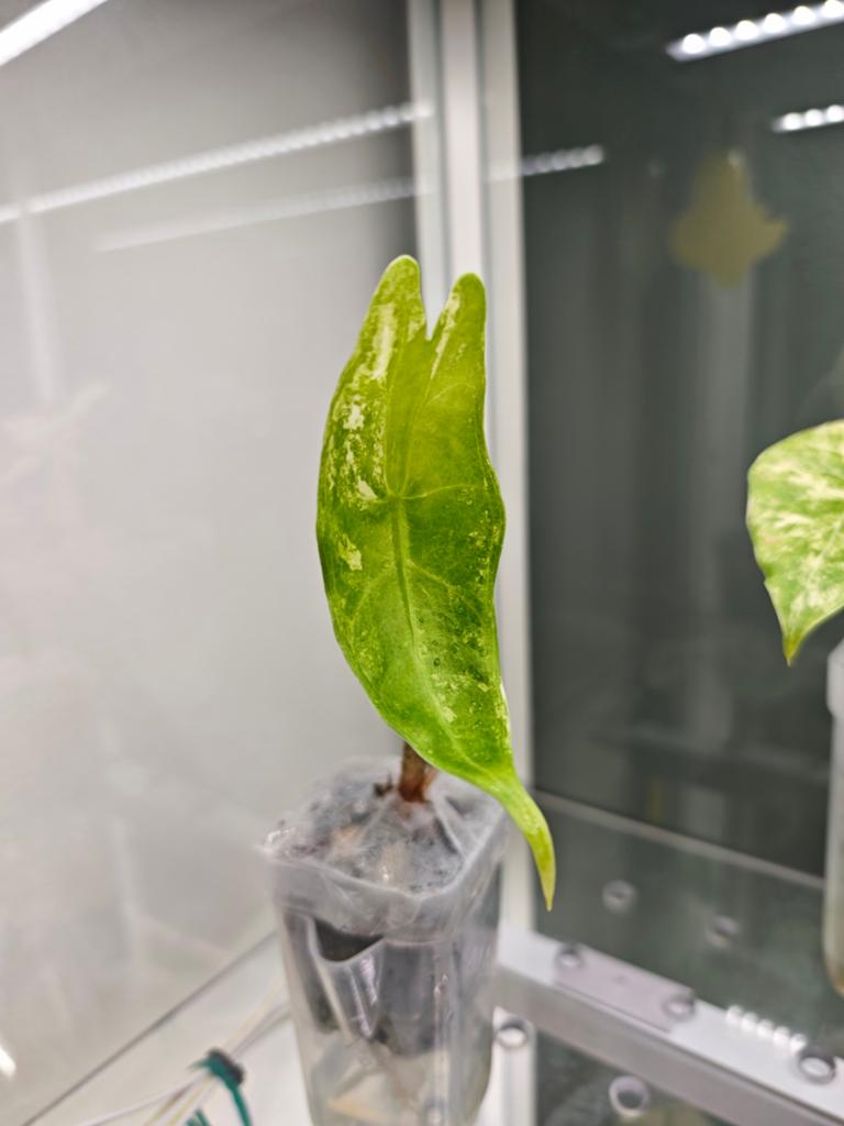 Alocasia longiloba albo, Enlèvement
