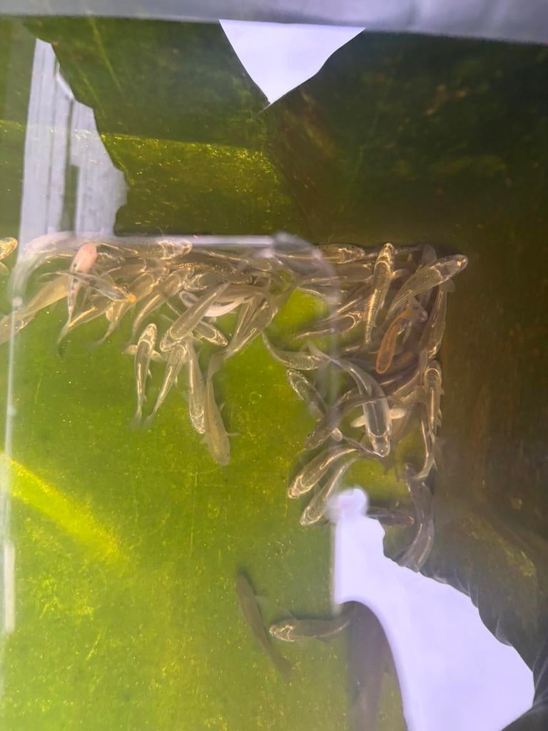 Spiegel karpers en ghost kois, Animaux & Accessoires, Poissons | Poissons d'étang, Carpe ou Koï