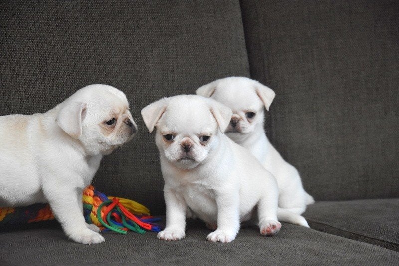 Prachtige wit-beige Mopshond pups, Dieren en Toebehoren, Honden | Bulldogs, Pinschers en Molossers, Parvo, België, Overige rassen