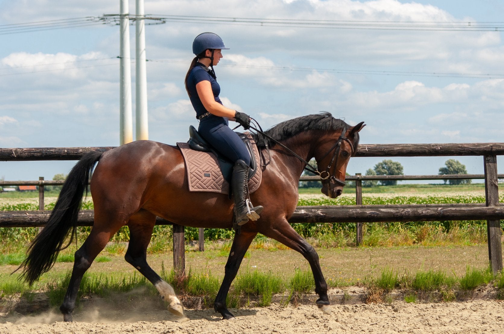 Prachtige 6 jarige merrie (Just Wimphof X Jazz), Dieren en Toebehoren, Paarden, Merrie, Met stamboom, Dressuurpaard, 3 tot 6 jaar