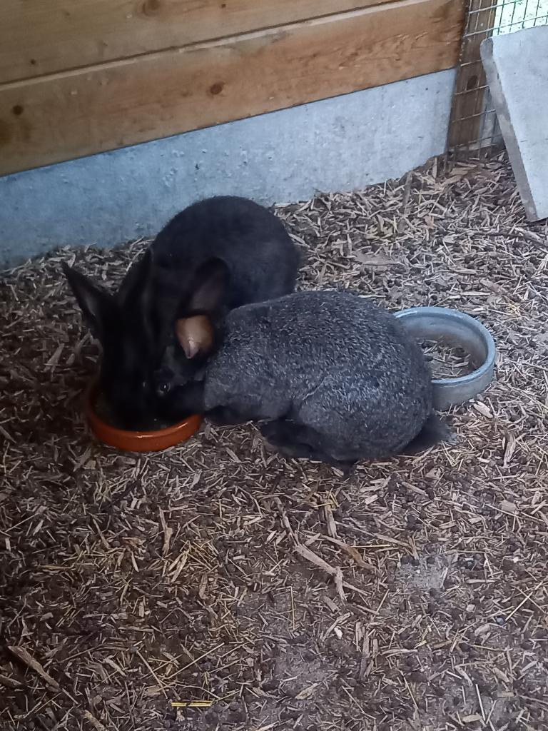 Kweekrijpe/slachtrijpe jonge vleeskonijnen, Dieren en Toebehoren, Konijnen, Groot, Meerdere dieren, 0 tot 2 jaar