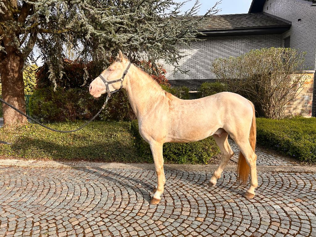 Prachtige 4jarige Cremello Lusitano ruin, Dieren en Toebehoren, Paarden, Ruin, B, Minder dan 160 cm, 3 tot 6 jaar, Recreatiepaard