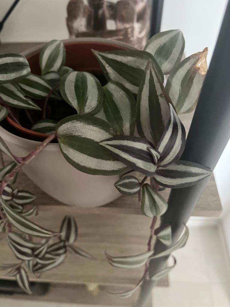 Plantje te koop zonder buitenpot 7,00€, Ophalen