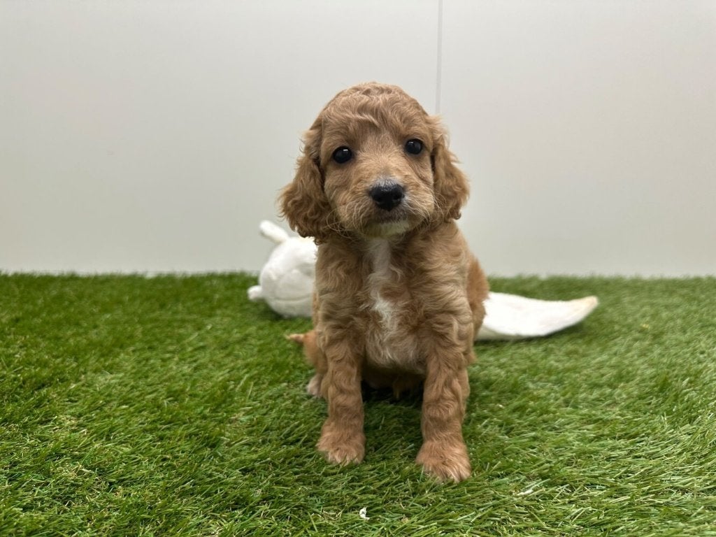 Portée des chiots Cockapoo (F2), Maladie de Carré (chiens), Autres races, Plusieurs, Belgique