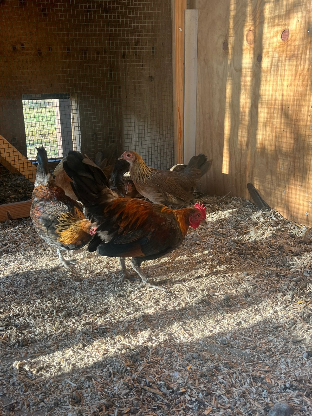 Koppels belgische kriel goudpatrijs, Plusieurs animaux, Poule ou poulet