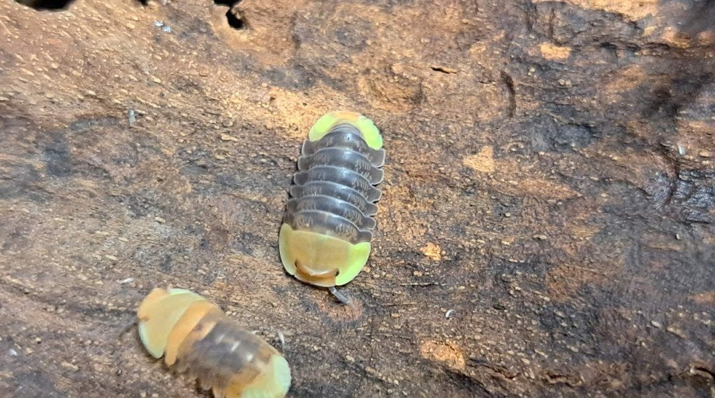 Isopods teveel, Animaux & Accessoires, Insectes & Araignées, Autres espèces
