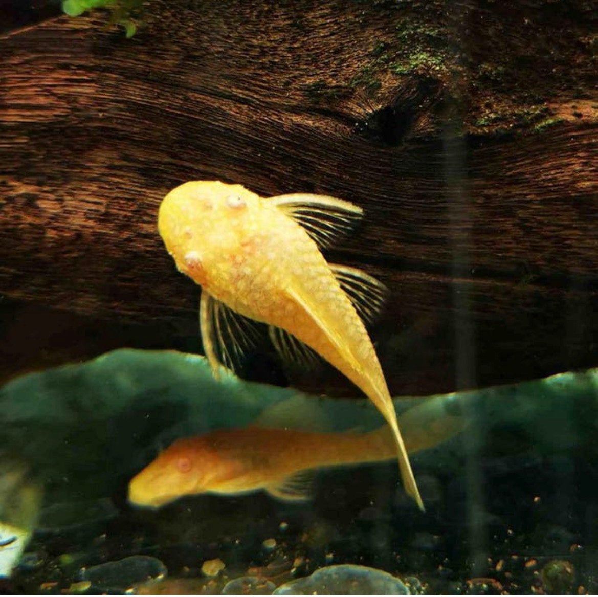 Albino pleco bristlenose algeneter blijft medium maat vrouw, Poisson