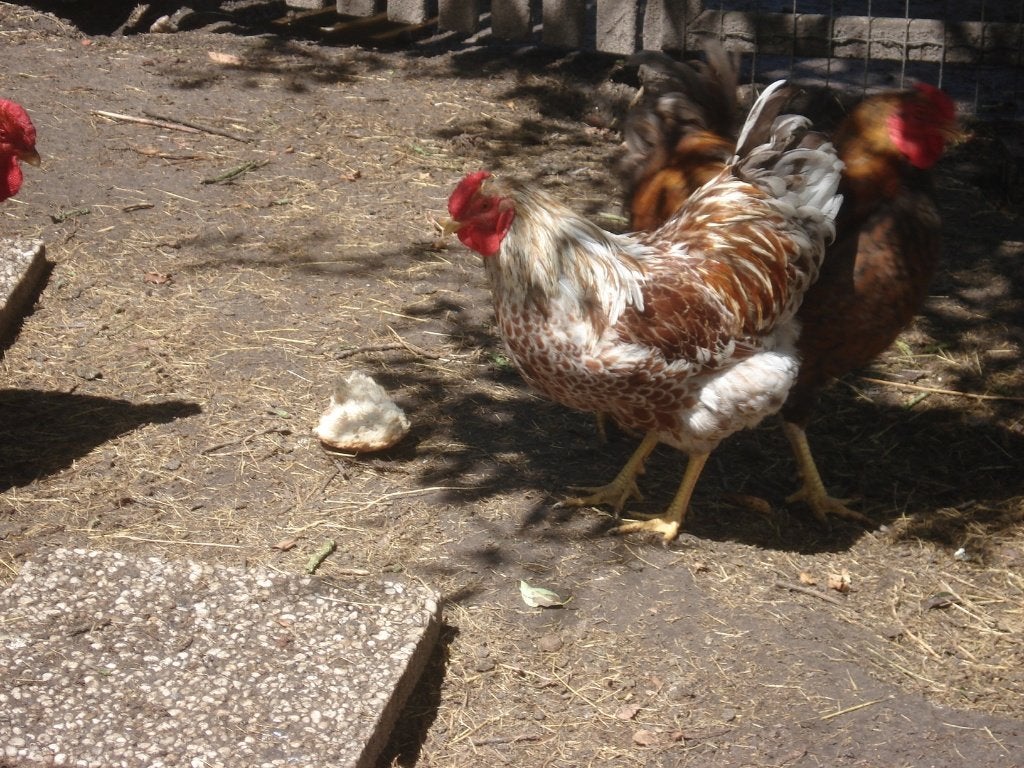 wyandotte haan, Dieren en Toebehoren, Mannelijk, Kip