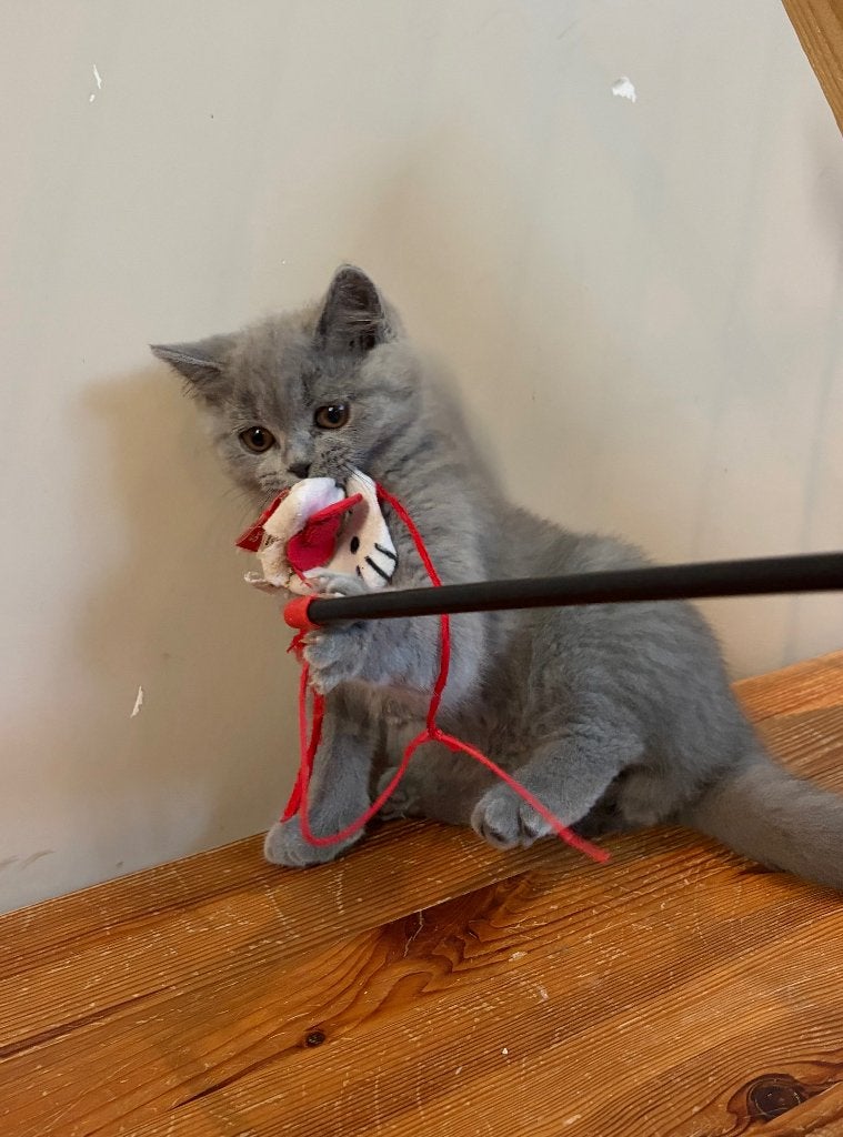 Britse korthaar kittens, Kater, Gechipt, 0 tot 2 jaar