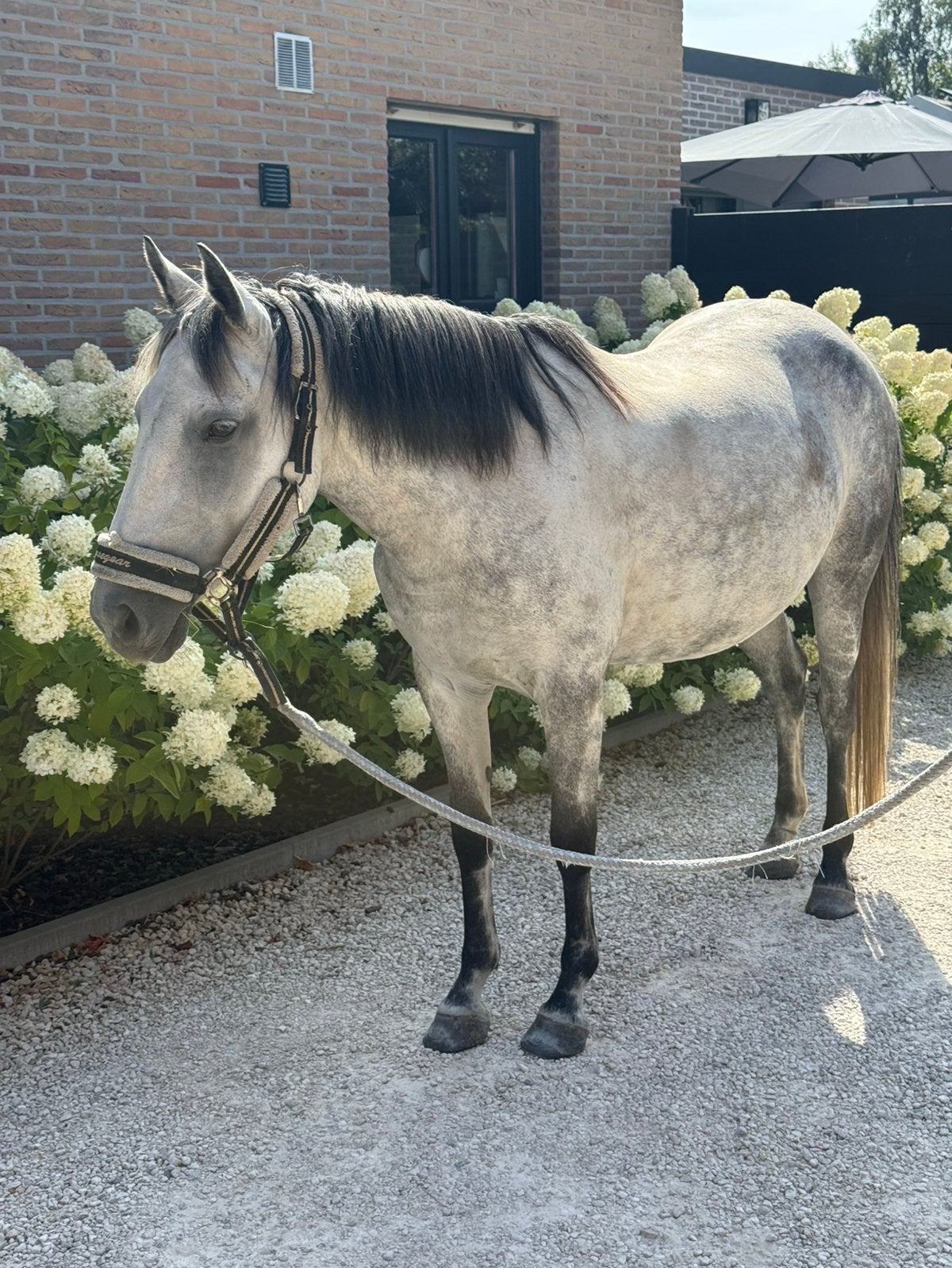 C- Pony merrie 10 jaar, Dieren en Toebehoren, Merrie