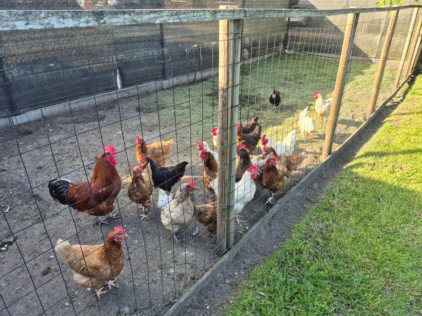 Kippen, Dieren en Toebehoren, Pluimvee