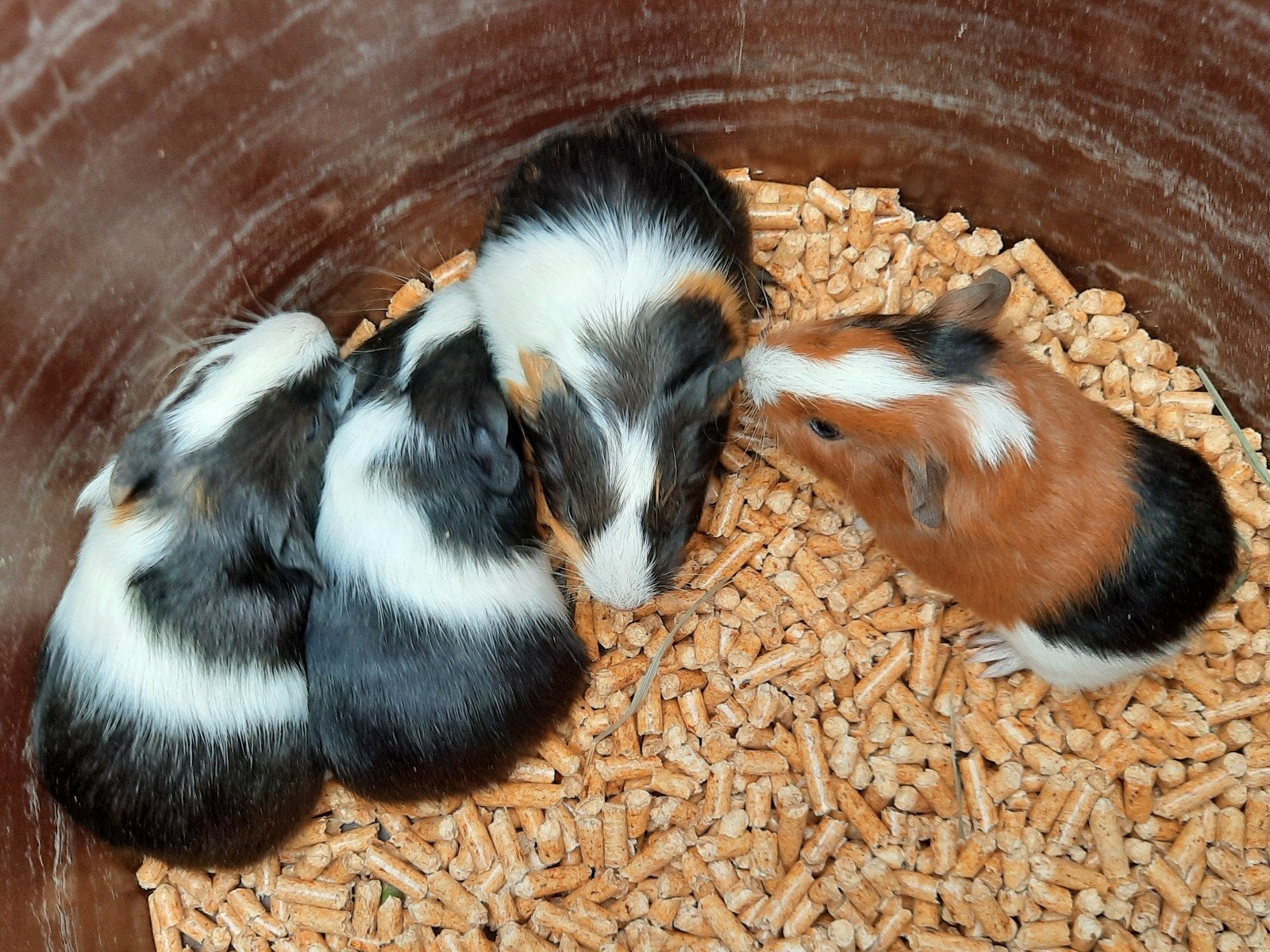 4 jonge cavia's, Octobre, Plusieurs animaux, Cobaye