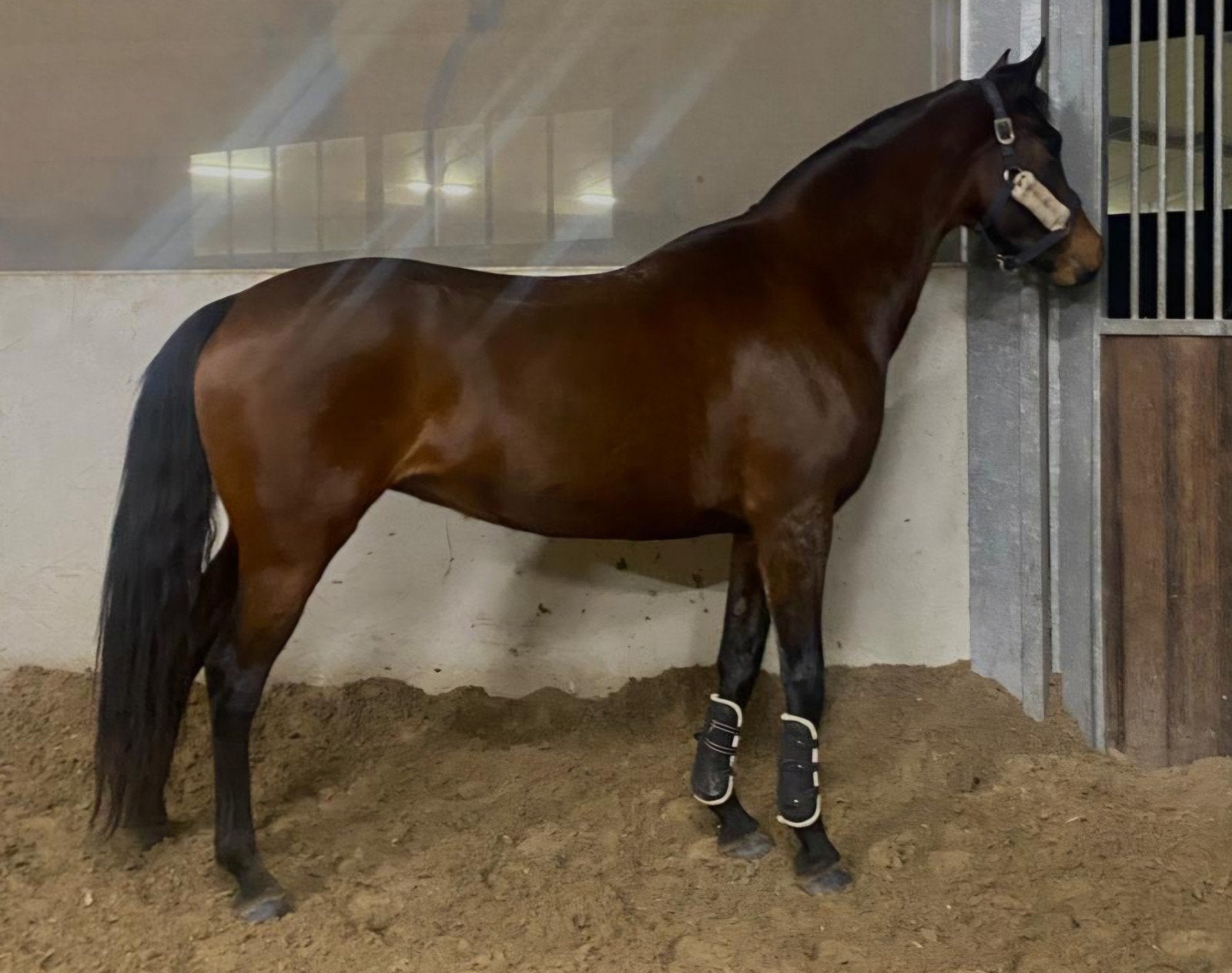 D pony 1,48, Dieren en Toebehoren, Paarden, Merrie