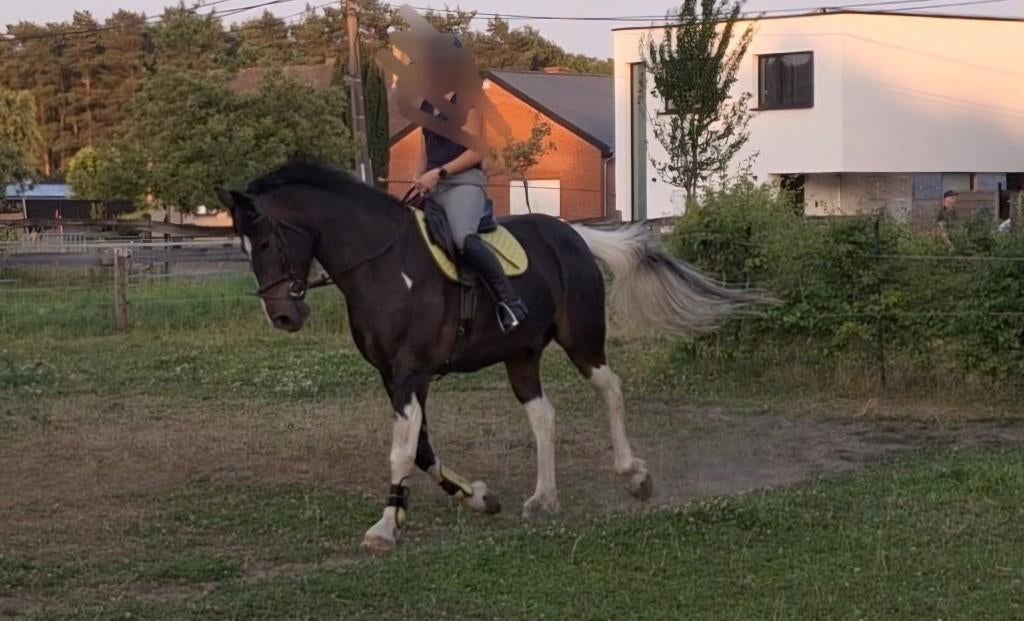 Verzorgpaard, Dieren en Toebehoren, Paarden en Pony's | Overige Paardenspullen, Nieuw, Recreatie, Ophalen