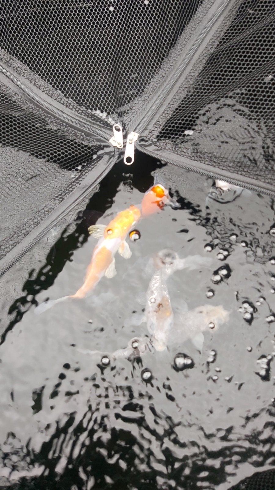 koi +-15cm