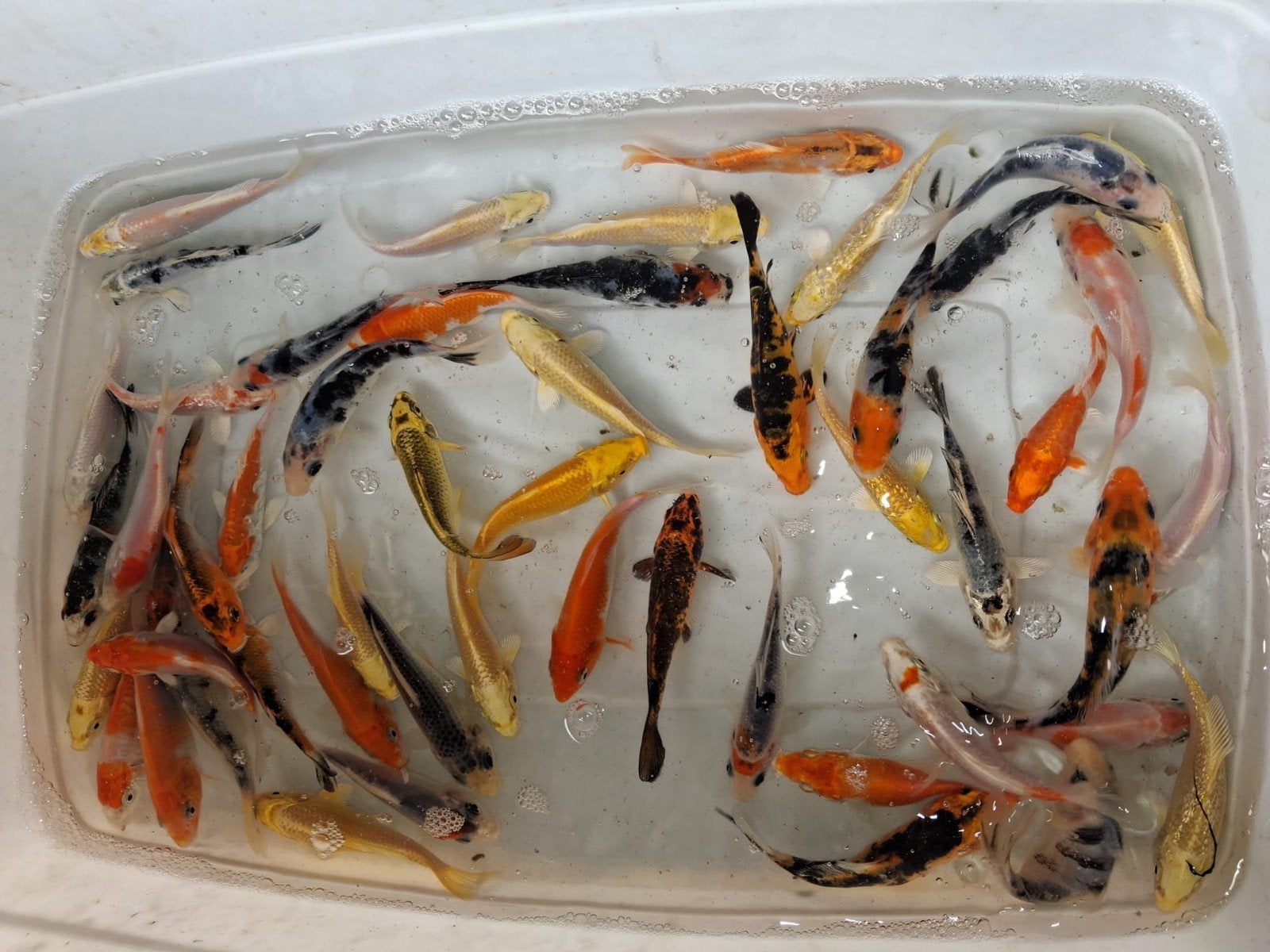 Prachtige koi 10 12 cm, Watersport en Boten, Ophalen