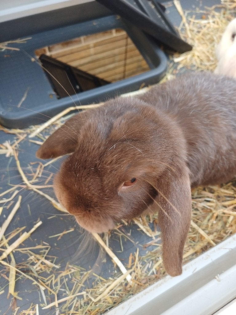 Minilop koppel konijnen - raszuiver, Plusieurs animaux, Nain, Oreilles tombantes, 0 à 2 ans