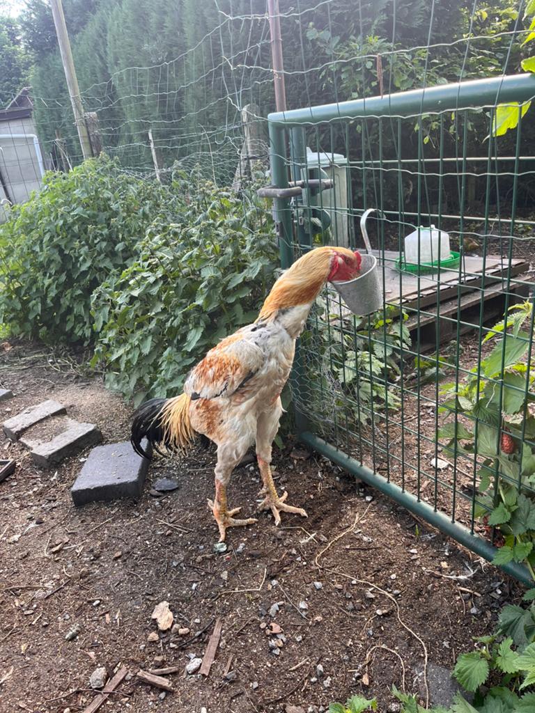 Prachtige shamo haan, Mâle, Poule ou poulet