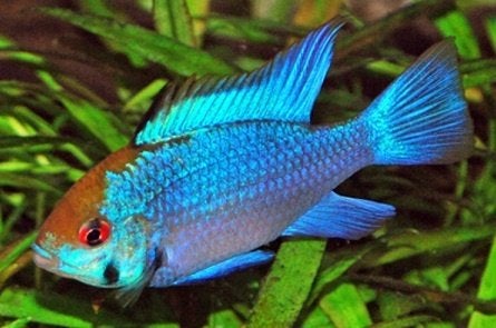 Koppel Mikrogeophagus ramirezi Blue, mooie maat!!! € 15,-!!!, Poisson, Poisson d'eau douce