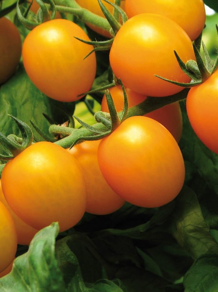 tomaat-paprikaplantjes, Jardin & Terrasse, Plantes | Jardin, Enlèvement, Été, Annuelle, Plantes potagères
