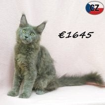 Elegante blauwe Maine Coon kitten te koop, Poes, Gechipt, 0 tot 2 jaar