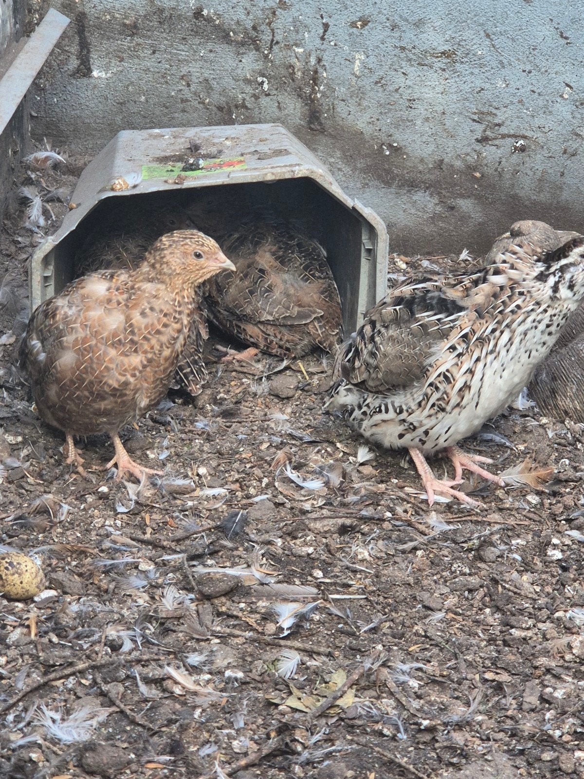 heel tamme japanse kwarteltjes te koop !!, Dieren en Toebehoren, Meerdere dieren, Overige soorten
