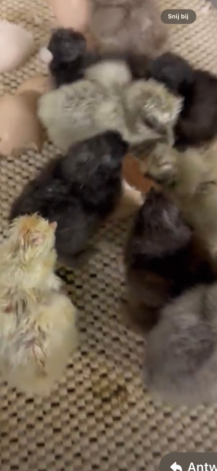 Zijdehoen usa kuikens, Dieren en Toebehoren, Pluimvee