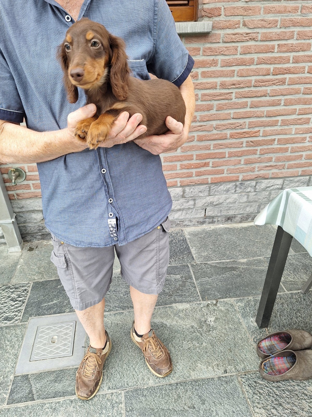 Langharig dwergteckel reutje, Animaux & Accessoires, Chiens | Teckels & Bassets, Maladie de Carré (chiens), Belgique, Poils longs