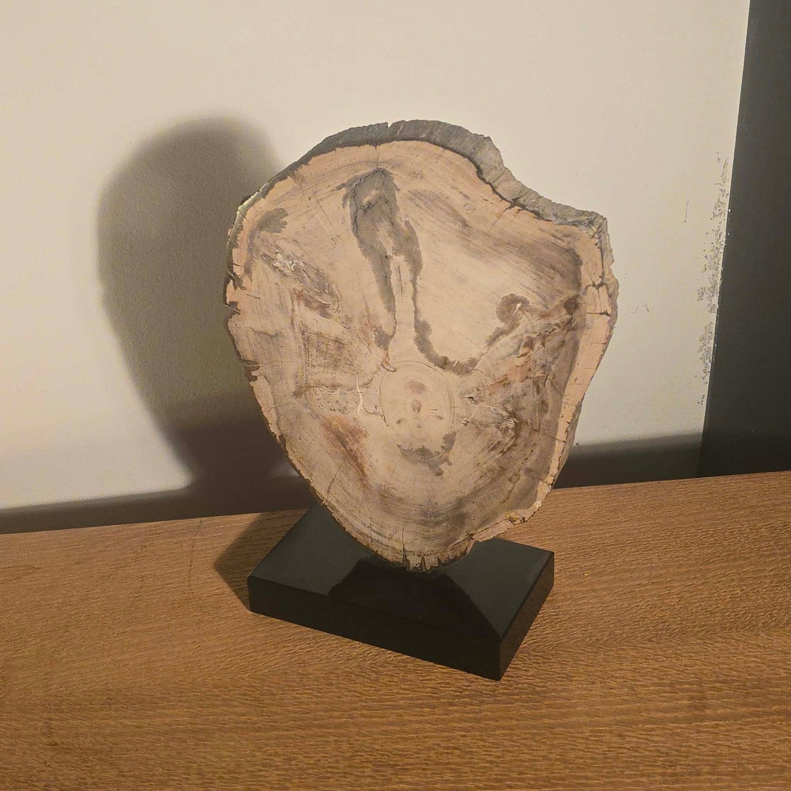 Bois pétrifié sur socle, Enlèvement ou Envoi, Sur socle, Bois