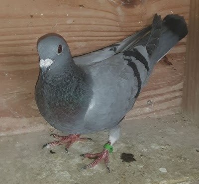 reisduiven, Dieren en Toebehoren, Vogels | Duiven, Meerdere dieren, Postduif