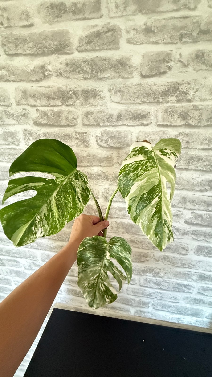 2 monstera albo variegata, Enlèvement