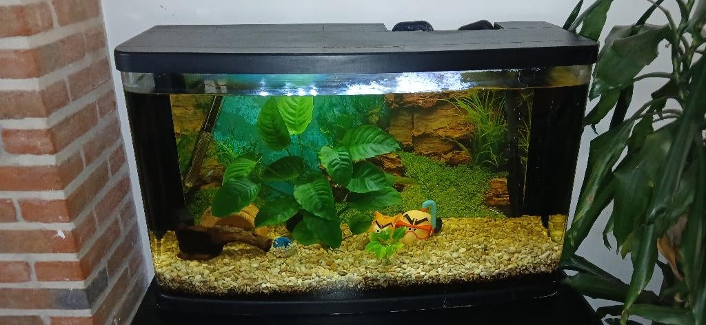 Aquarium (verlicht) met filter en verwarming 105L, Dieren en Toebehoren, Ophalen, Inclusief vissen, Gebruikt, Gevuld zoetwateraquarium