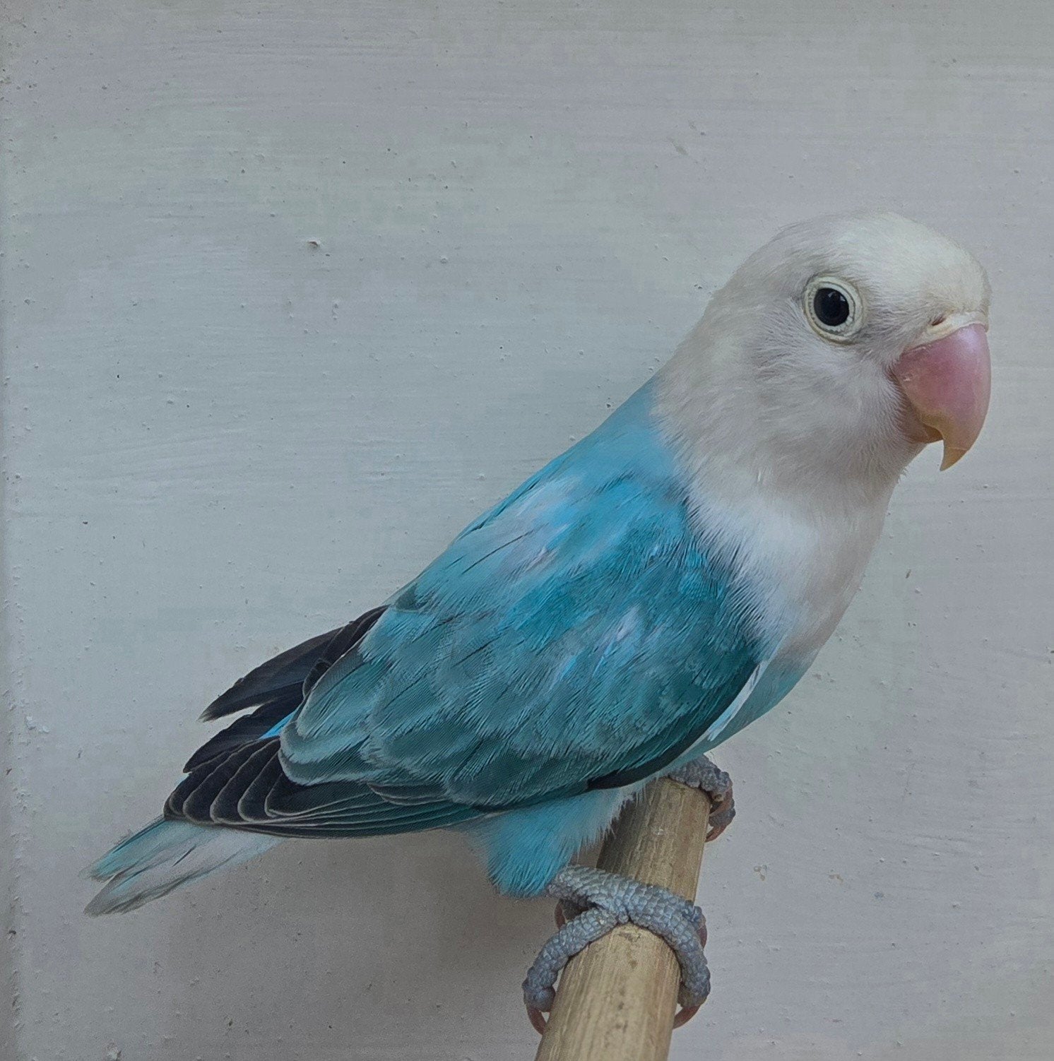 Blauw Opaline Fischeri 2026