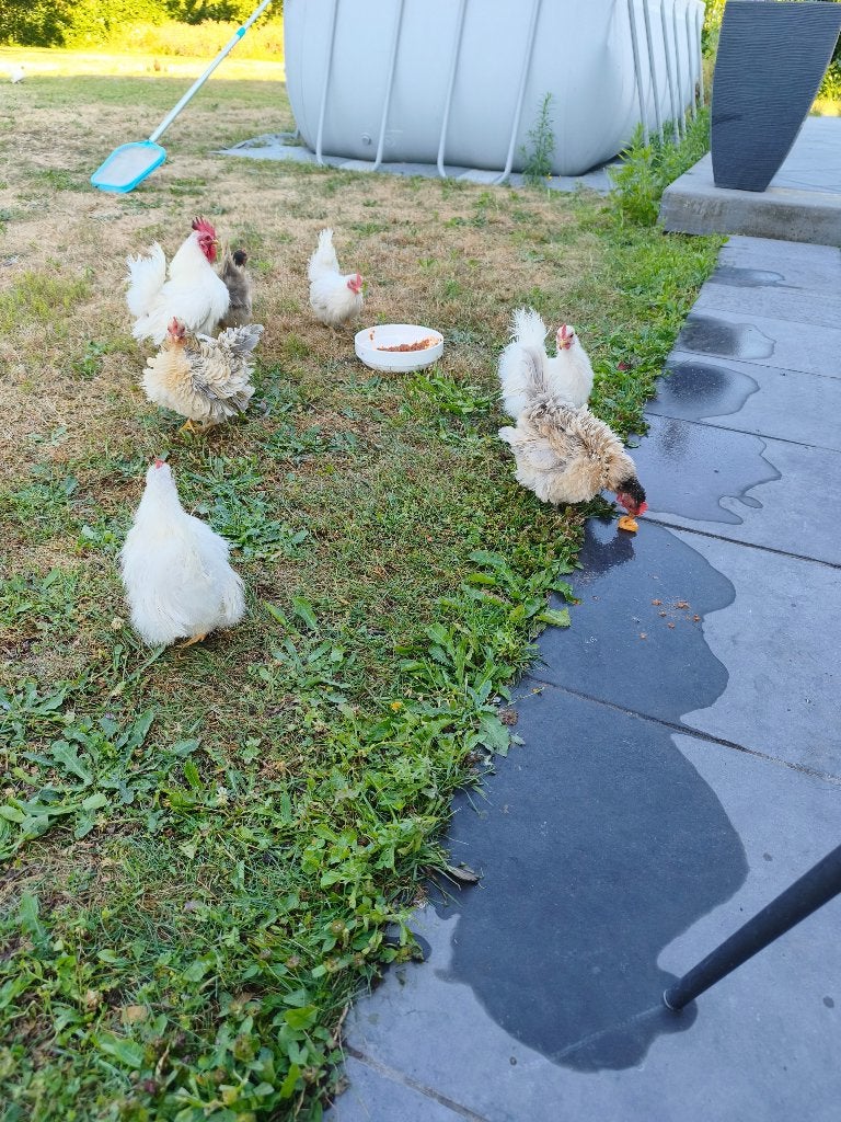 Serama zijde,glad en krulveer, Kip