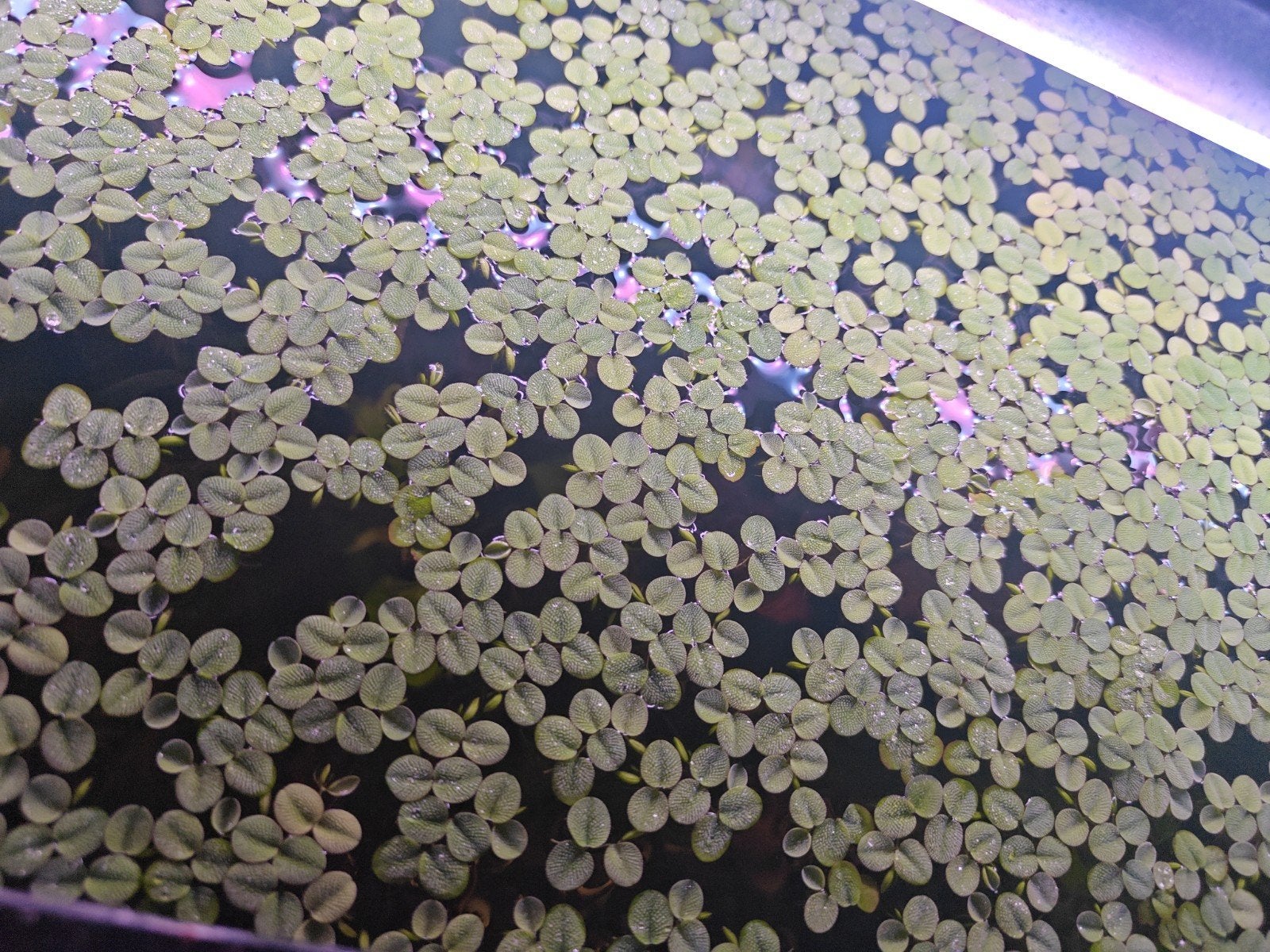 Salvinia minima
Drijf plant, Dieren en Toebehoren