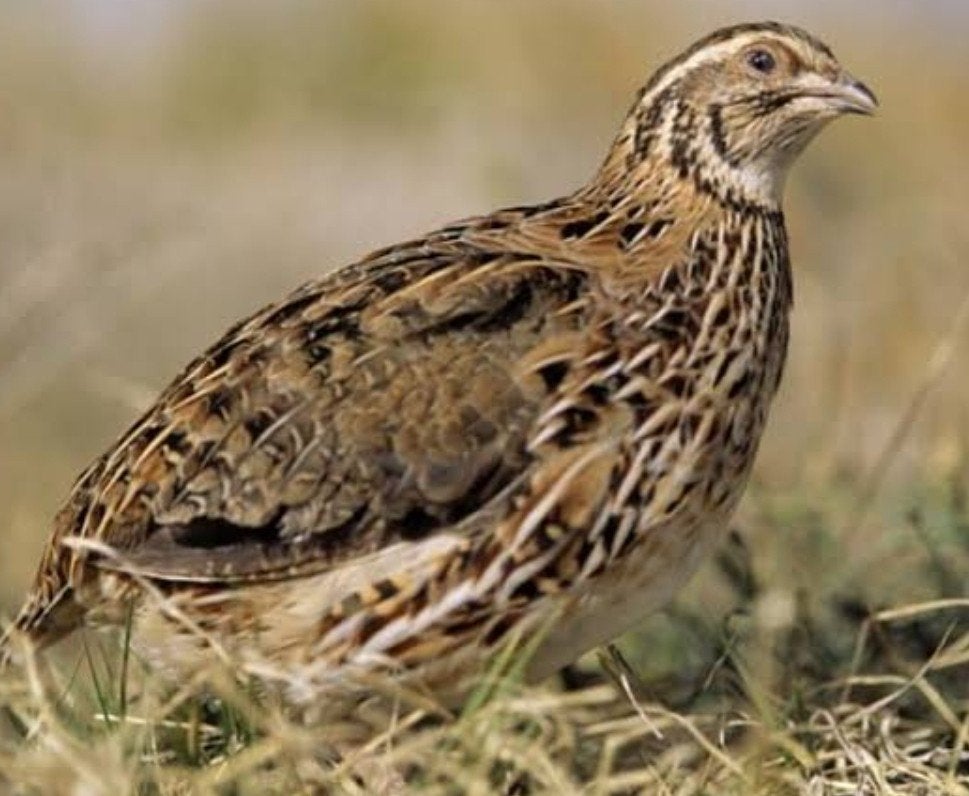 Japanse Kwartel hanen 10 weken oud, Dieren en Toebehoren, Pluimvee